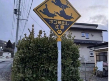 В Японии появились дорожные знаки с котиками и это не шутка!