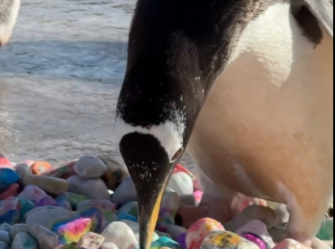 Самый милый подарок к 8 марта? Дети из больницы раскрасили камни для пингвинов и их подруг