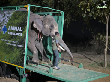 Слон в «скорой»: в Индии запустили настоящую «неотложку»  для гигантов