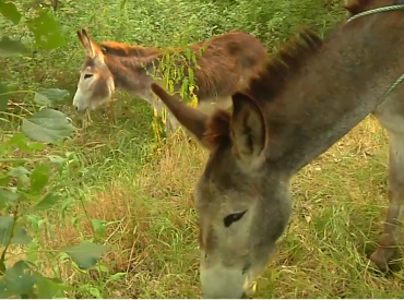 Пожарные ослы! В Испании нашли неожиданное оружие против лесных пожаров