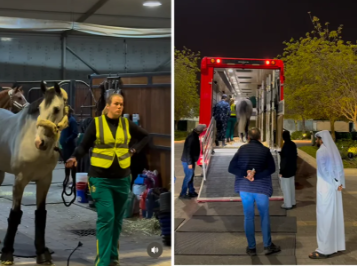 Под ракетами и через пустыню: как спасали элитных лошадей из Катара