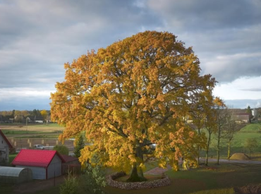 Евровидение деревьев: литовский дуб обошёл польский и вызвал бурю эмоций