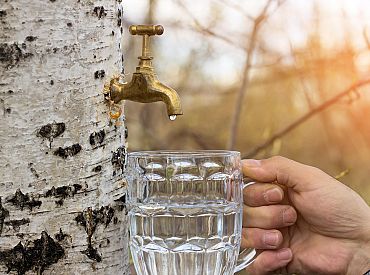 Любители березового и кленового сока могут готовить банки: весна стартовала резко