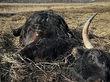 «Это ужасное видео, но люди должны знать правду»: что произошло в Кемери с животными (16+)