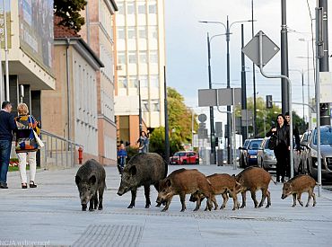 Кабаны остановили трамвай: как дикие животные захватывают Варшаву