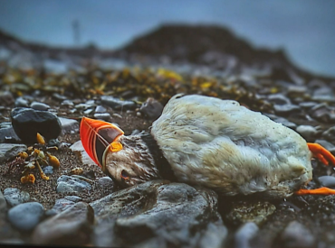 Тысячи птиц выбрасывает на берег: на побережье Европы происходит тревожное явление