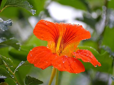 Вы выбрасываете это с грядки? А рестораны продают за 15 евро — и не зря