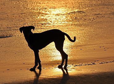 Игра с щенком на пляже привела к смерти спустя несколько месяцев. Что произошло?