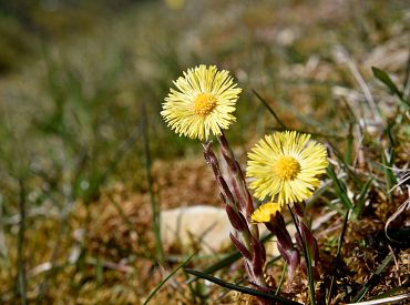 Sestdien spīdēs saule un gaisa temperatūra pakāpsies divus grādus augstāk