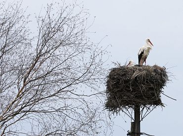 Nedēļas otrajā pusē Latviju sasniegs plašs ciklons