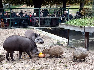 Люди вели себя как животные: грустные впечатления от посещения зоопарка «по акции»