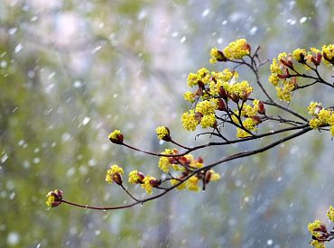 Ceturtdien daudzviet gaidāms neliels lietus un slapjš sniegs