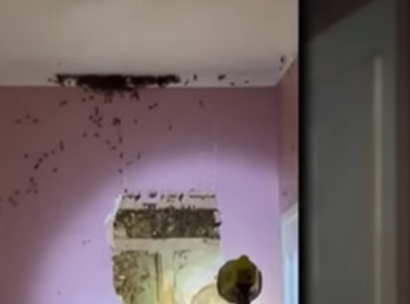 «Монстры в стене оказались реальностью»: в доме нашли 70 000 пчёл