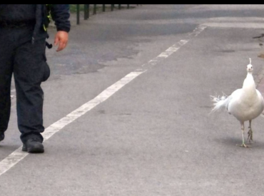 В Варшаве павлина приняли за лебедя и вернули домой с полицией