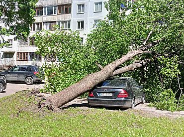 Объявлено жёлтое предупреждение: в Иманте дерево придавило автомобиль