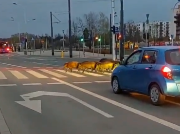 Кабаны в Варшаве внезапно стали дисциплинированнее некоторых водителей