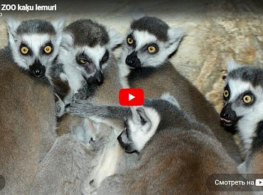 Rīgas zooloģiskā dārza kaķu lemurus var vērot tiešsaistē
