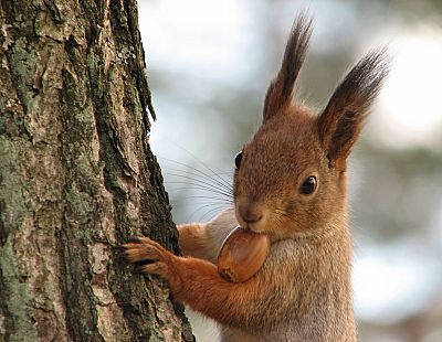 После обеда температура понизится: погода во вторник