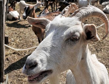Кому и кобыла невеста: за изнасилование коз задержан юный афганец