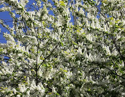 Резкое переключение: май начнётся почти с летнего тепла — надолго ли, пока неясно