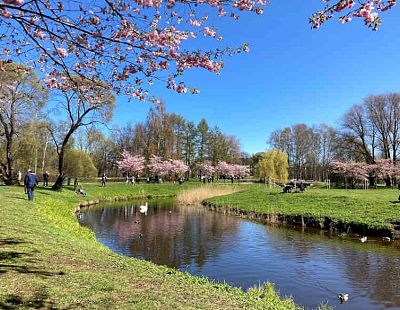 Все посетители этого парка ходят в туи: возмущённый рижанин — о Парке Победы