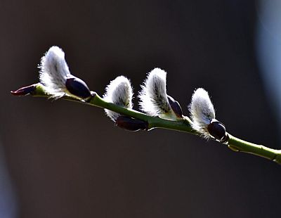 Немного потерпите: два дня в Латвии ожидаются осадки, а по ночам всю неделю — заморозки