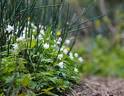 Nākamā nedēļa sāksies ar mākoņainu laiku
