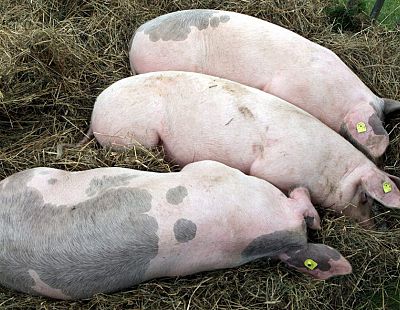 «Baltic Pork» kompensācijā par Āfrikas cūka mēra radītajiem zaudējumiem plānots piešķirt 2,3 miljonus eiro