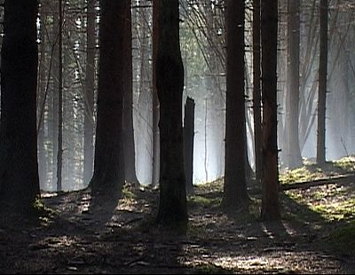 «Тут зародится другая экосистема!» Легендарный мистический лес в Покайни вырублен под корень