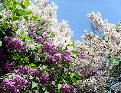 Plāno veidot Pierīgas dārzu piedāvājumu tūristiem