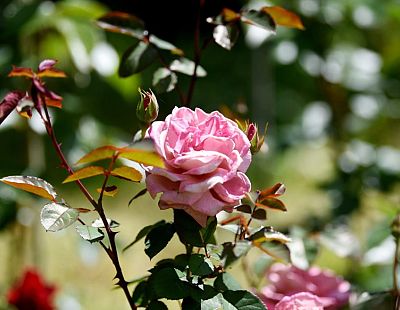 Величайшее преступление: как роза… нарушила нормативный акт