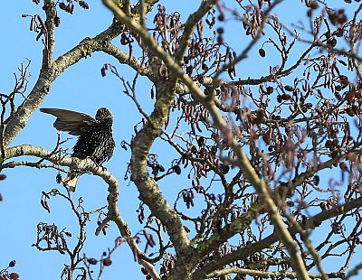 Sestdiena Latvijā gaidāma pavasarīgi silta un saulaina