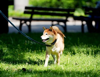 Svētdienas pirmajā pusē būs saulains, vietām debesis aizklās mākoņi