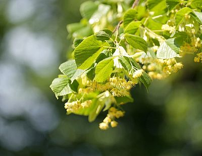 Svētdien gaisa temperatūra vietām varētu sasniegt +25 grādus