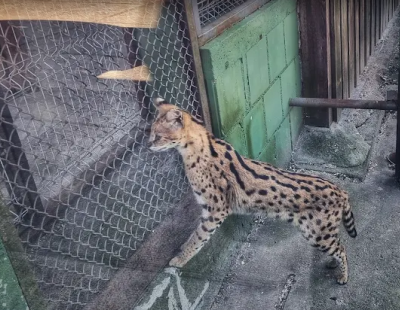 В Салдусе потерялся сервал (ФОТО)