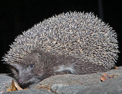 «Здесь зимует ёж, просьба не беспокоить»: как в Риге помогли зверьку (ФОТО)