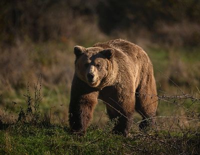 Всего 5 нападений на 1000: латвийцам предстоит научиться жить с медведями