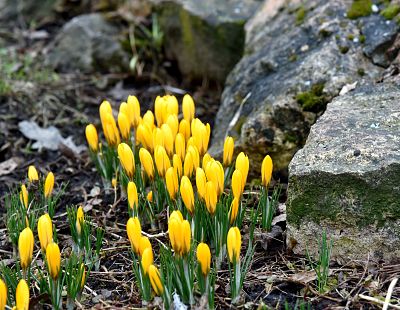 Весна пришла! Обещают солнце и до +15 градусов уже на следующей неделе