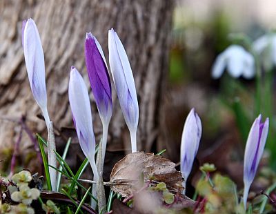Naktī gaisa temperatūra daudzviet noslīdēs zem nulles