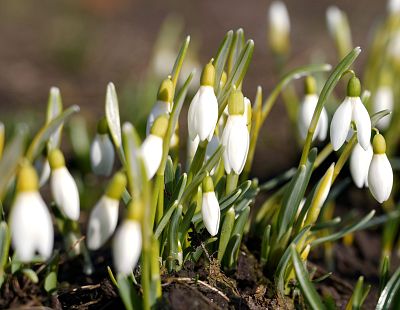 Побьёт ли 11 марта температурный рекорд?