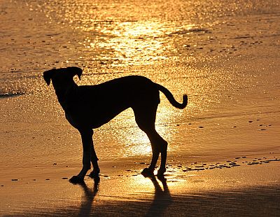 Улицы Дубая заполнены животными: богачи бросают своих питомцев