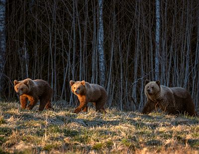 «Было страшно даже дышать!» Как Даце встретила семью медведей в лесу (ФОТО)