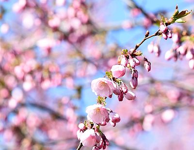 Otrdien saglabāsies saulains laiks