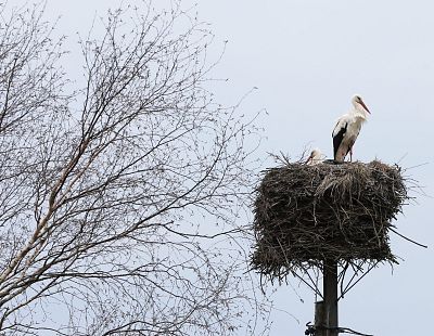 На Латвию идёт мощный циклон: погода на неделю
