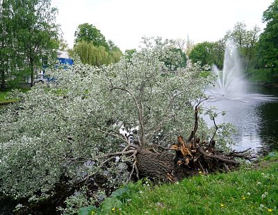 Бобры повредили? В канал в Риге упало столетнее дерево; оно до сих пор не убрано