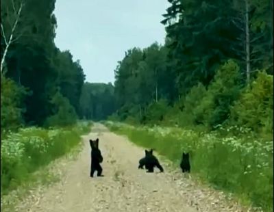 Четыре медвежонка поднялись на лапы перед автомобилем под Лимбажи (видео)