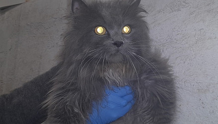 В Плявниеках неизвестный мужчина выкинул кота из дома в коробке: животное удалось спасти