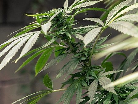 Растить или не растить? Конопля разделила депутатов Сейма на два лагеря