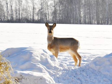 «Toyota» в поле, карабины с ночными прицелами и «глушаками». Громкий скандал вокруг охоты