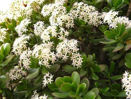 Piektdien gaisa temperatūra pakāpsies līdz +17 grādiem